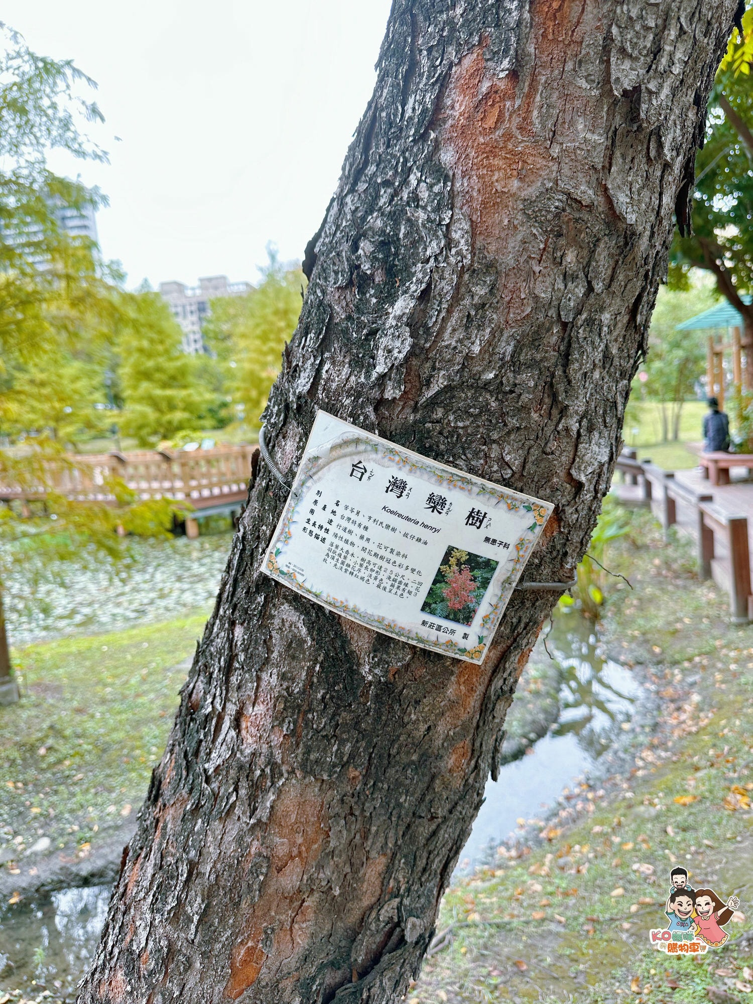 新莊頭前 ▎共融特色公園-頭前運動公園 兩層樓高樹梢觀察遊戲塔 觀木平台落羽松生態池╮ - 第23張圖