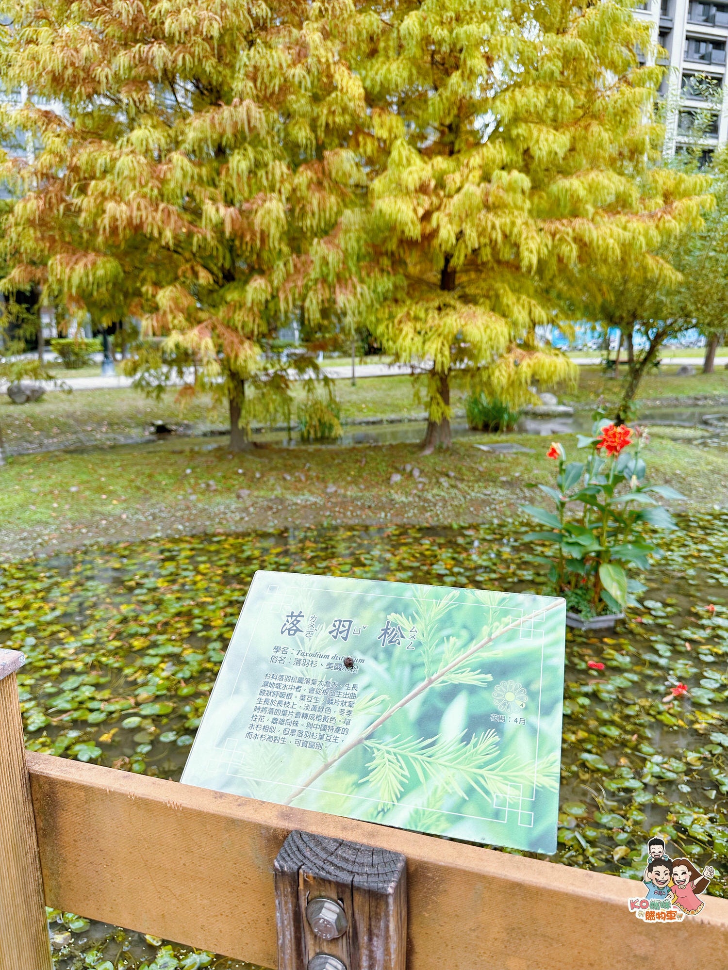 新莊頭前 ▎共融特色公園-頭前運動公園 兩層樓高樹梢觀察遊戲塔 觀木平台落羽松生態池╮ - 第25張圖