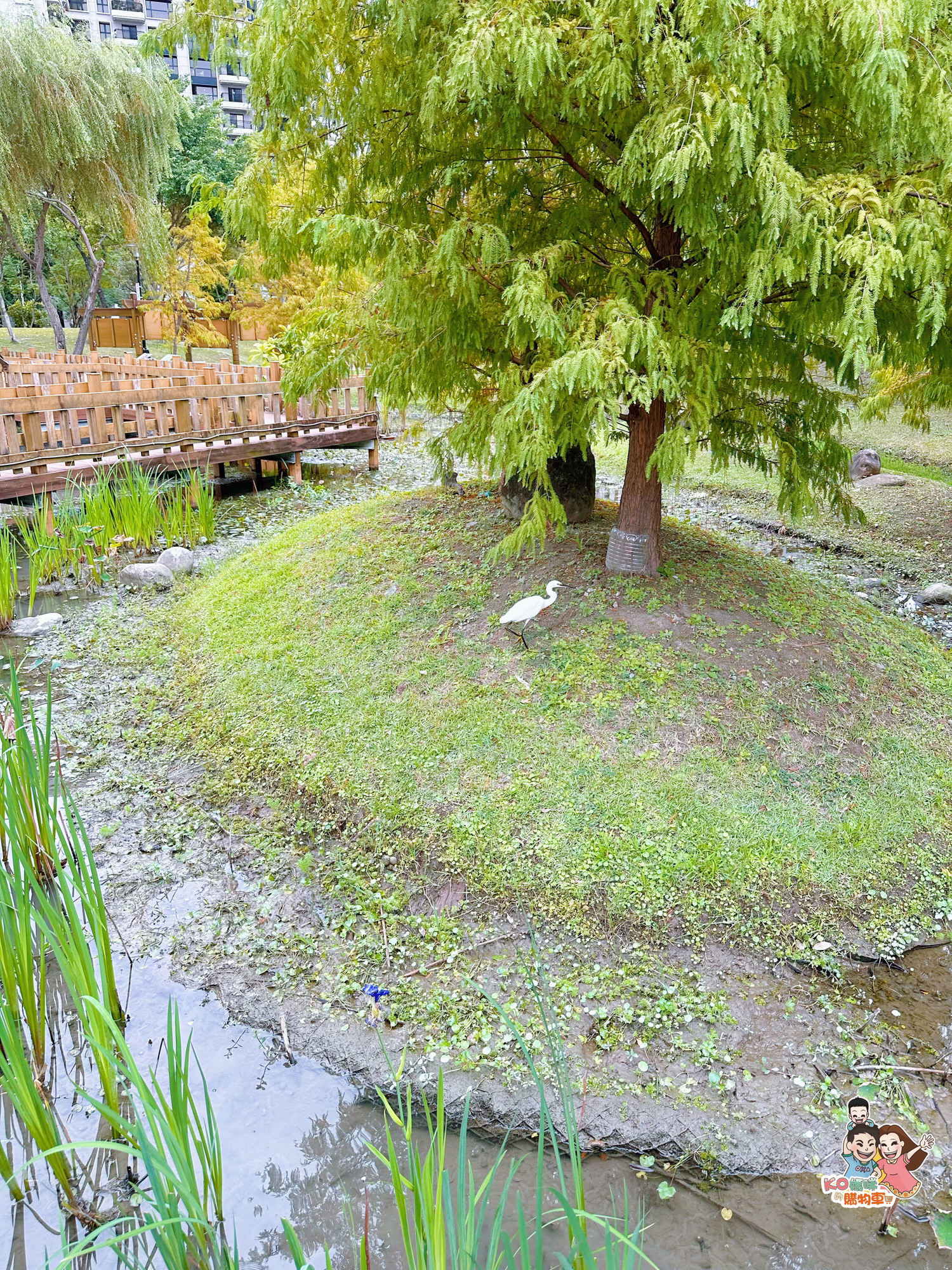 新莊頭前 ▎共融特色公園-頭前運動公園 兩層樓高樹梢觀察遊戲塔 觀木平台落羽松生態池╮ - 第28張圖